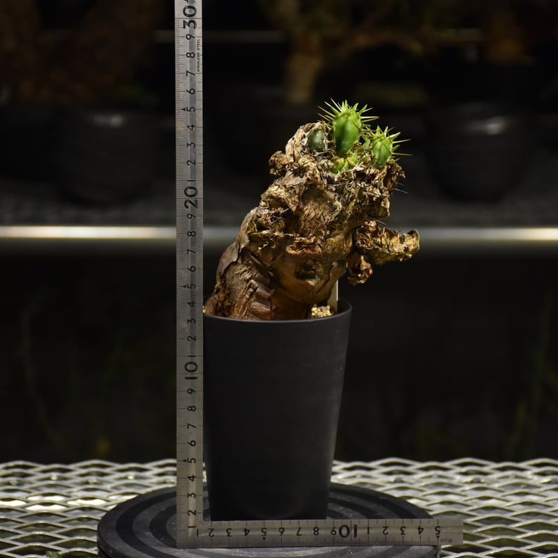 ユーフォルビアムランジーナ　現地球　発根済み ユーフォルビア ムランジーナ 【発根済み】RF231965(T) | RAFLUM