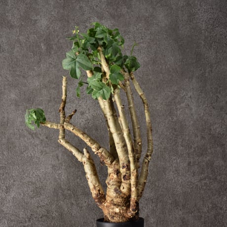 Jatropha spicata ヤトロファ スピカータ 発根済現地株 #3