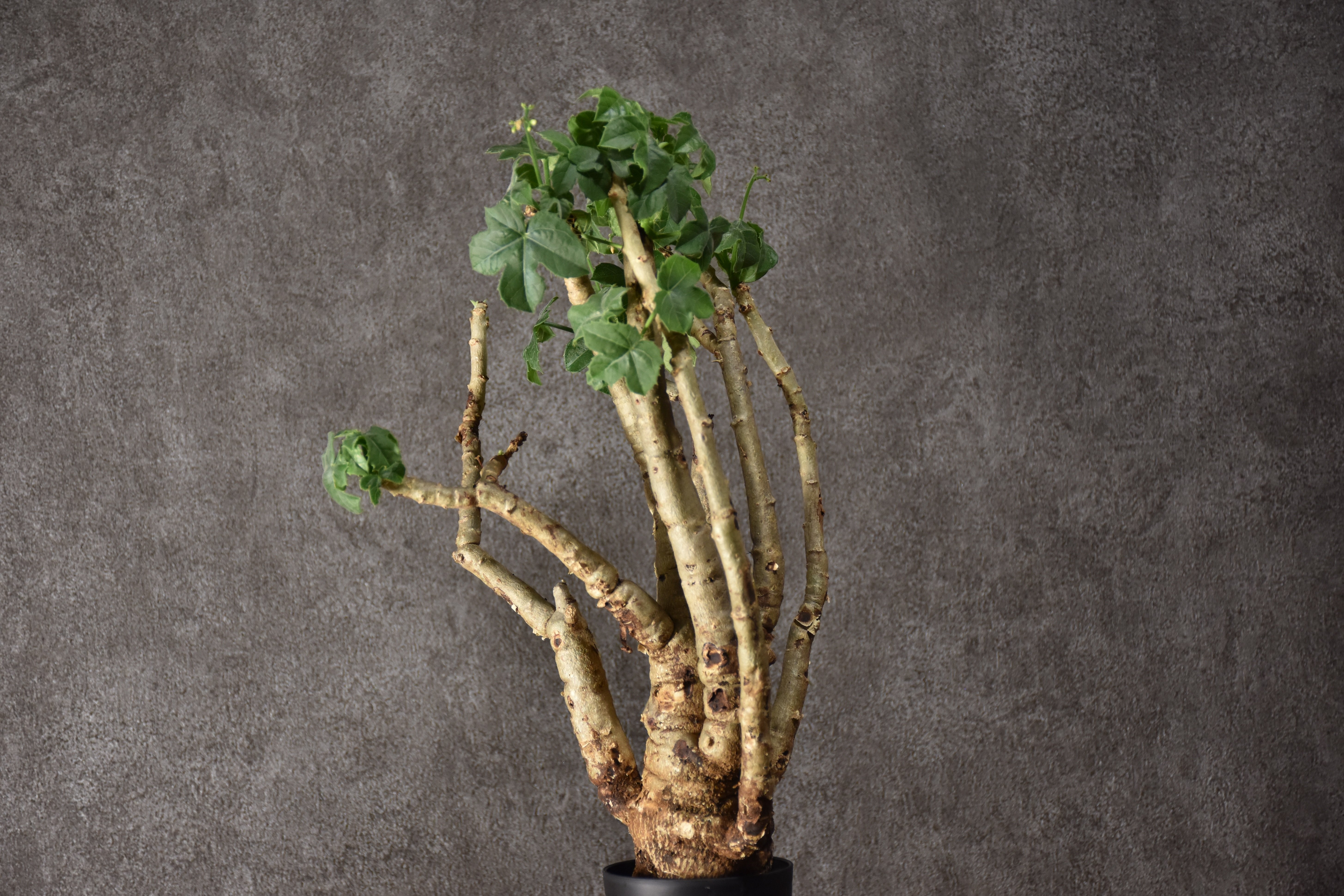 Jatropha spicata ヤトロファ スピカータ 発根済現地株 #3 | BONDEX