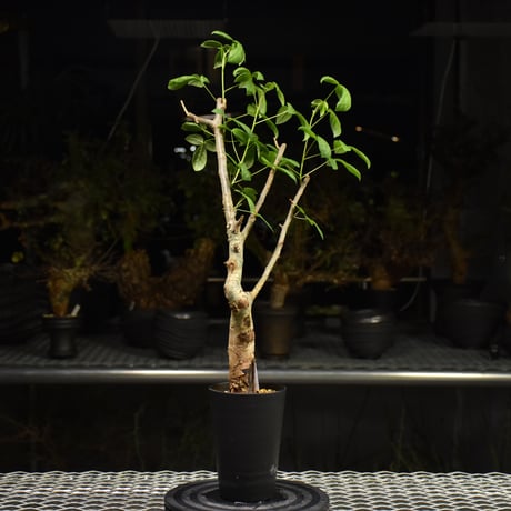 Commiphora holtziana コミフォラ ホルトジアナ 発根済現地株 H26