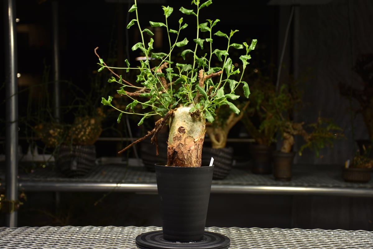 Commiphora glaucescens コミフォラ グラウケスケンス 発根済現地株 F3