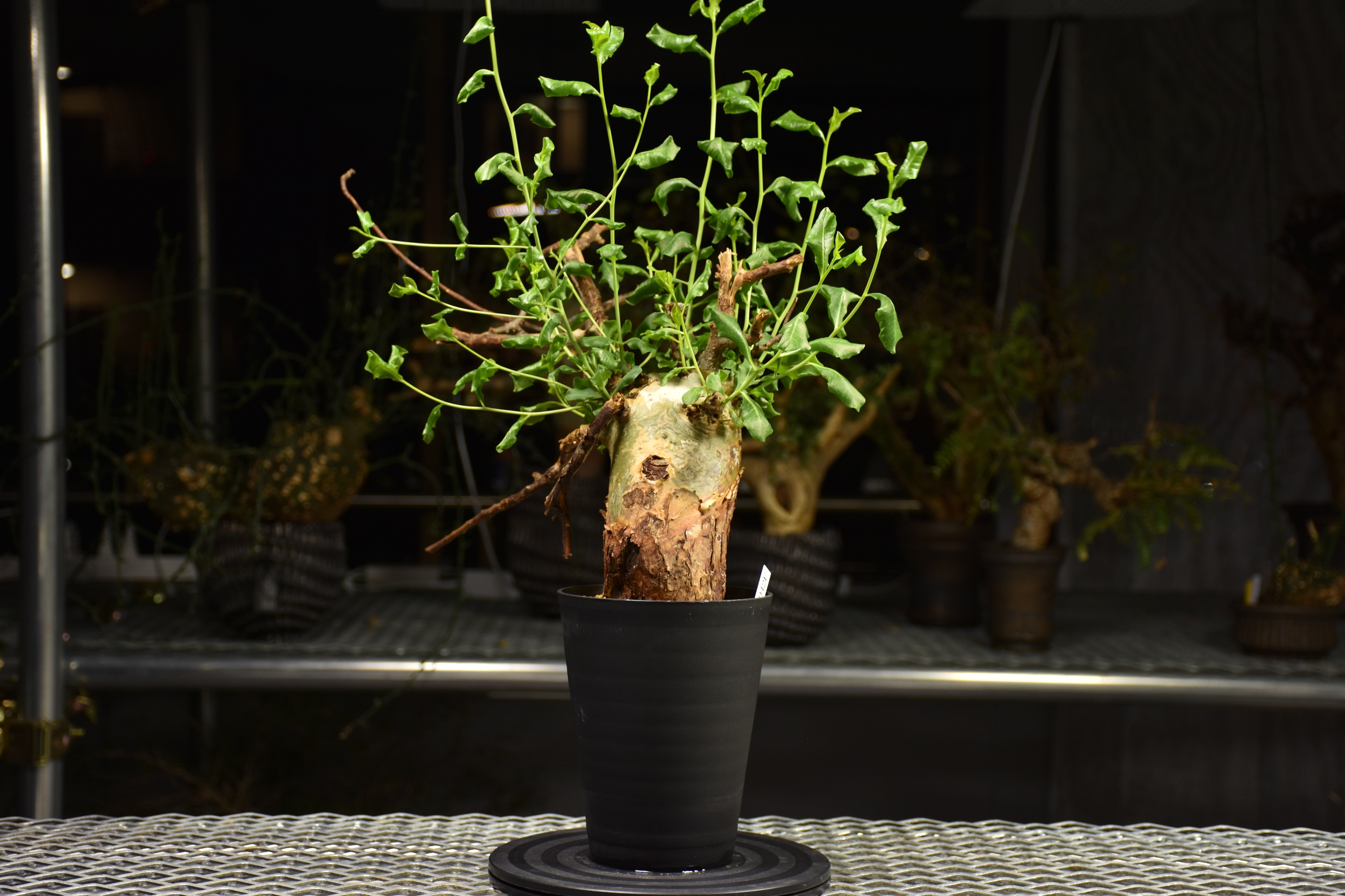 Commiphora glaucescens コミフォラ グラウケスケンス 発根済現地株 F3