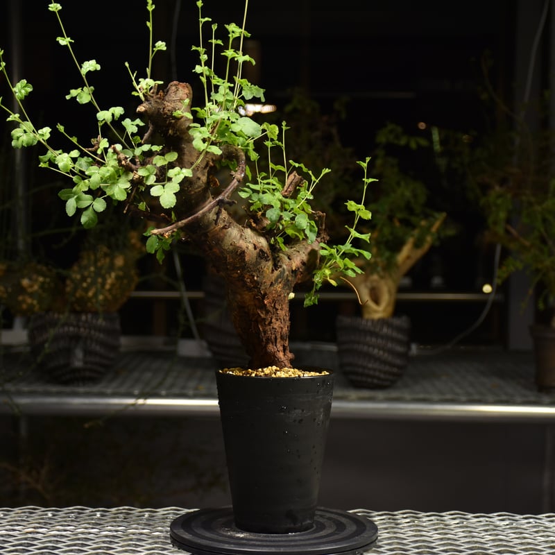 Commiphora Boranensis コミフォラ ボラネンシス 発根済現地株