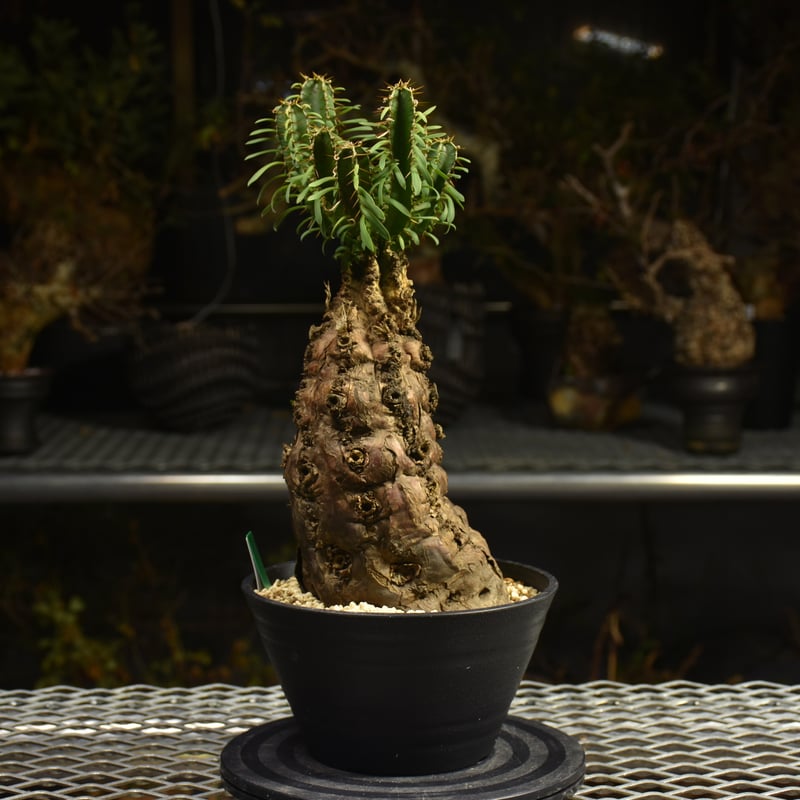 Euphorbia mlanjeana ユーフォルビア ムランジーナ 発根済現地株 H4 |