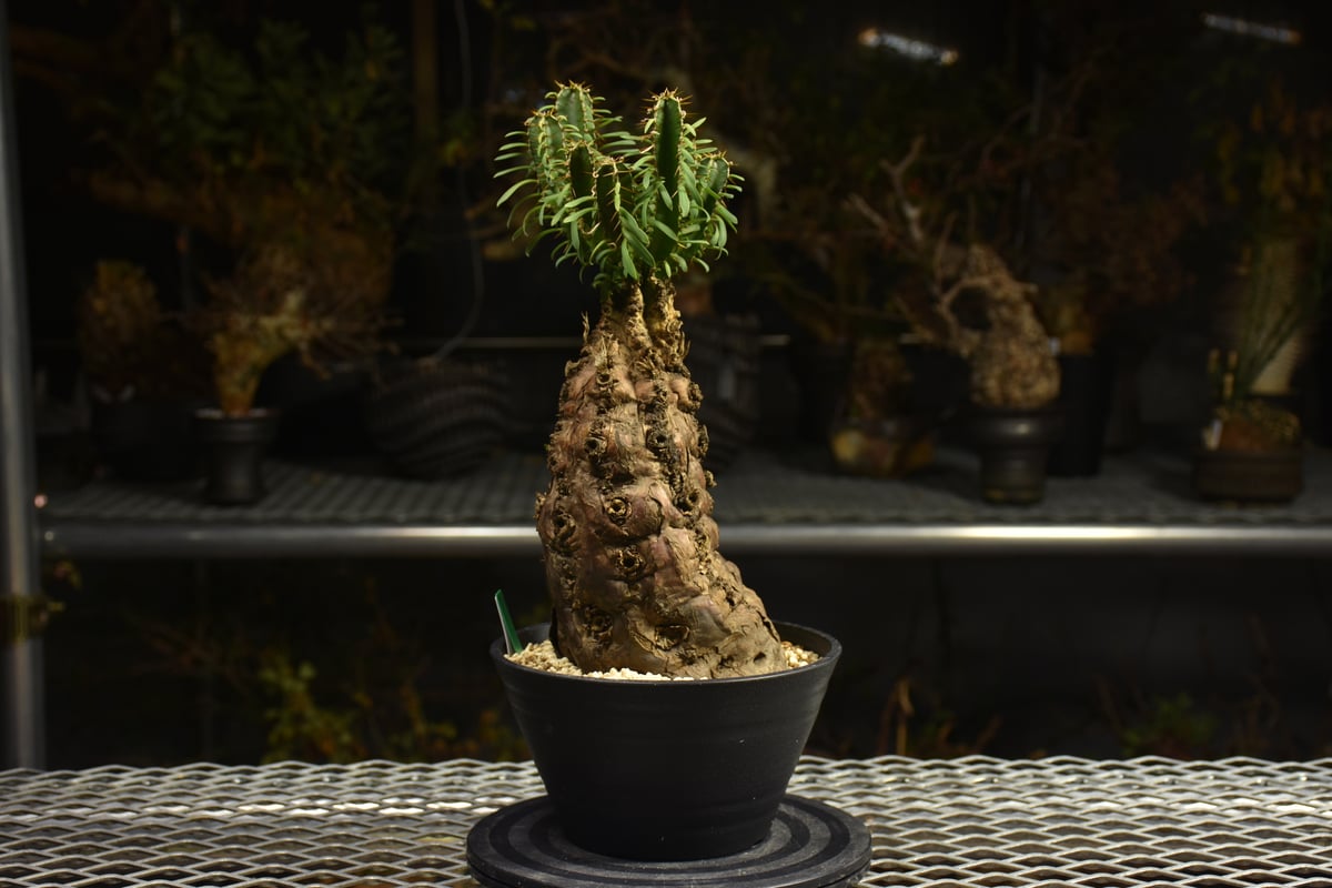 Euphorbia mlanjeana ユーフォルビア ムランジーナ 発根済現地株 H4 |