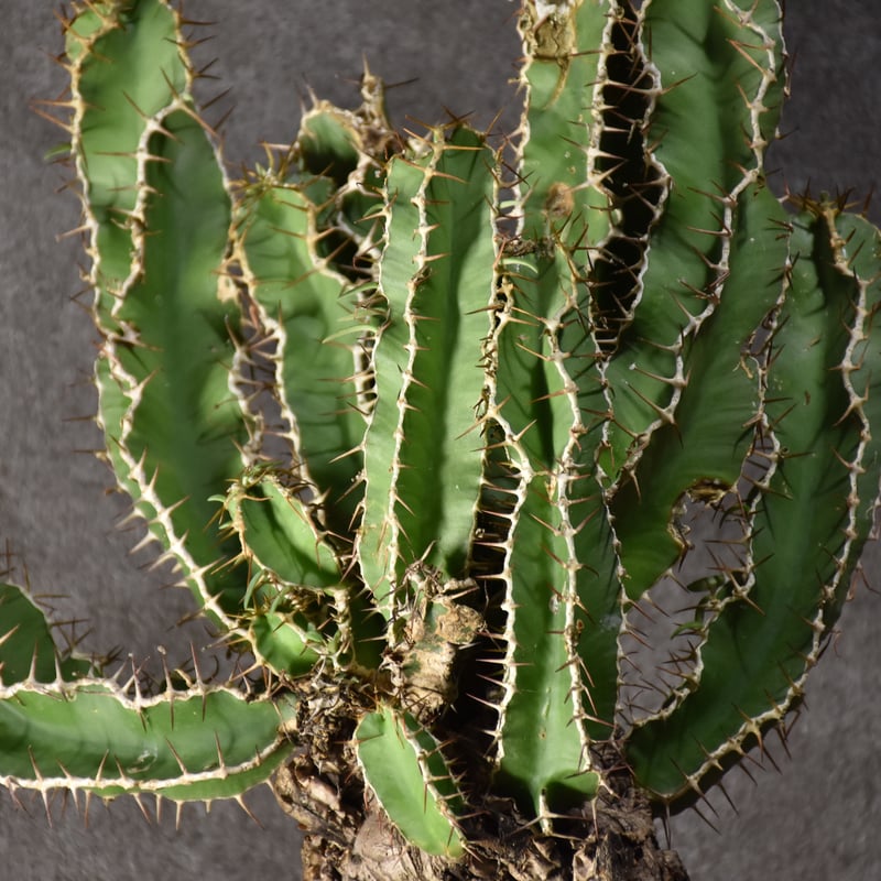 Euphorbia mlanjeana ユーフォルビア ムランジーナ 発根済現地株