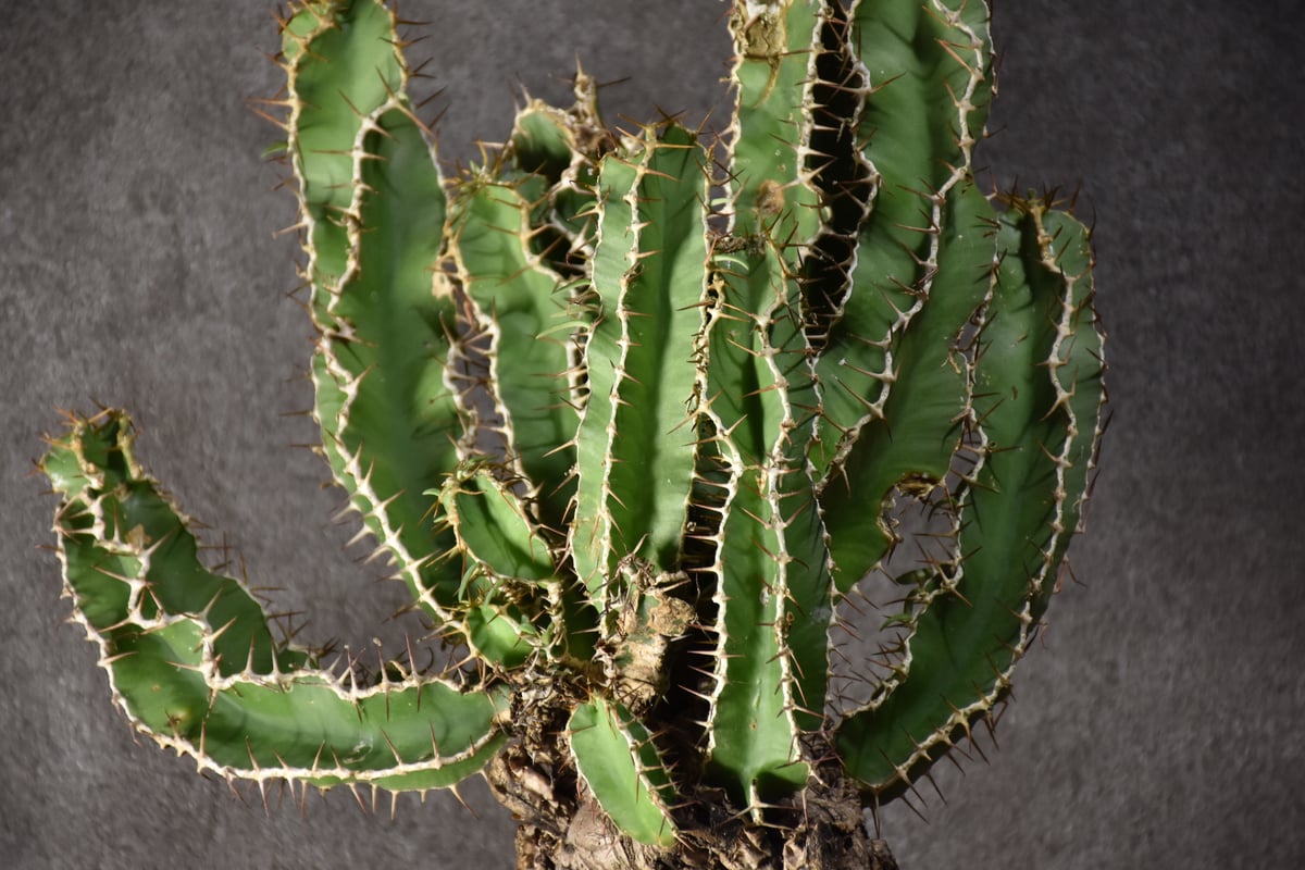 ムランジーナ発根済みです！ 現品限り】ユーフォルビア・ムランジーナ 現地株 発根済み 長期