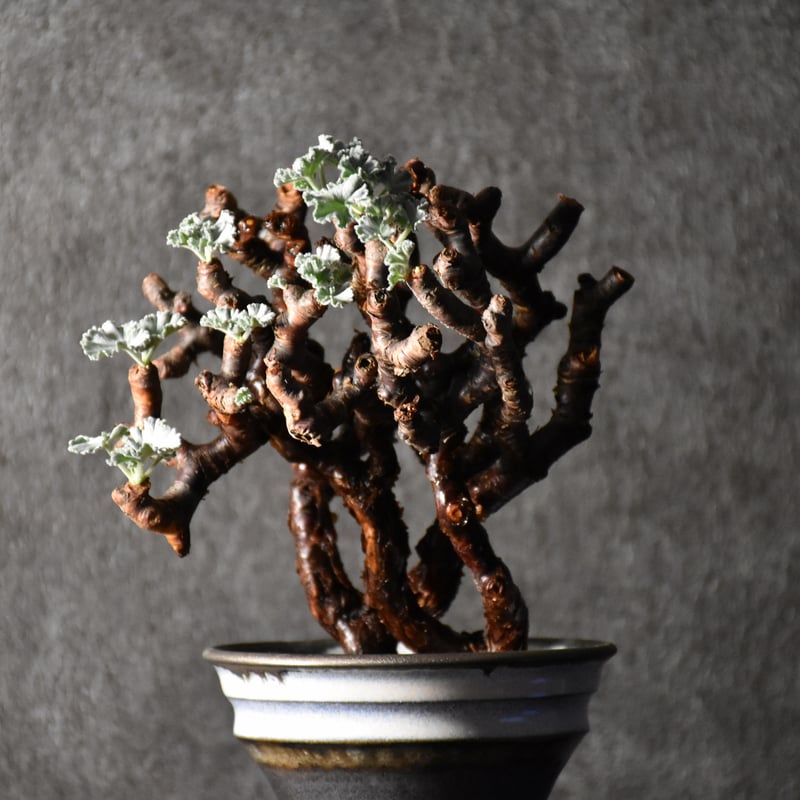 Pelargonium mirabile ペラルゴニウム ミラビレ 発根済現地株 #1 | B