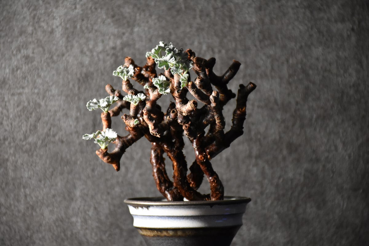 Pelargonium mirabile ペラルゴニウム ミラビレ 発根済現地株 #1 | B