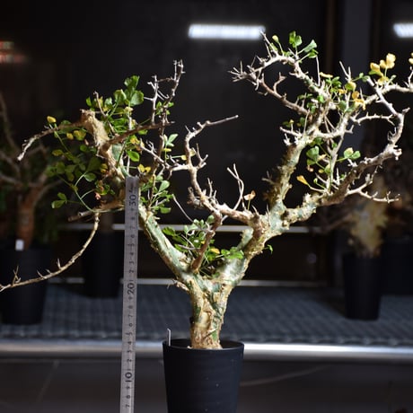 Commiphora campestris var. campestris コミフォラ カンペストリス 発根済現地株 B1