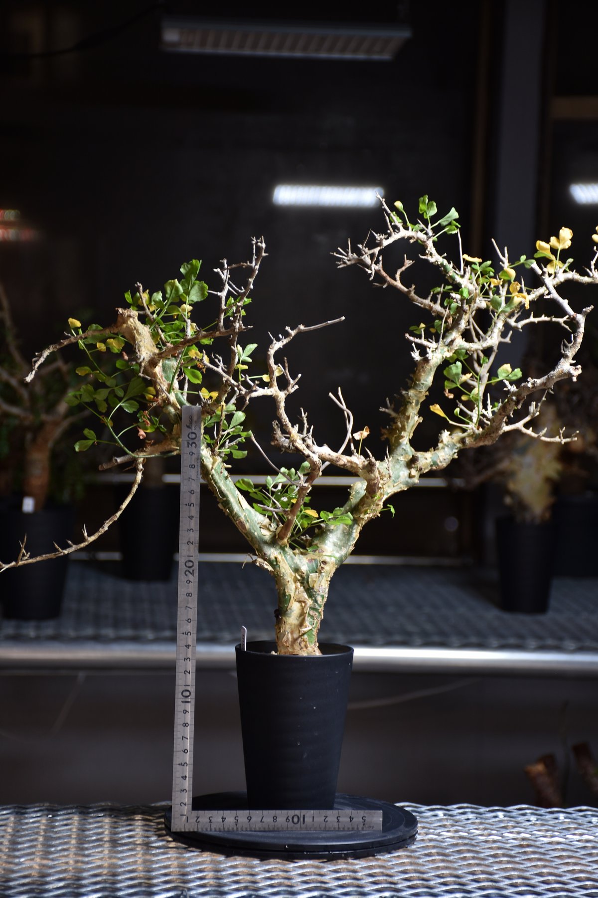 Commiphora campestris var. campestris コミフォラ カンペ