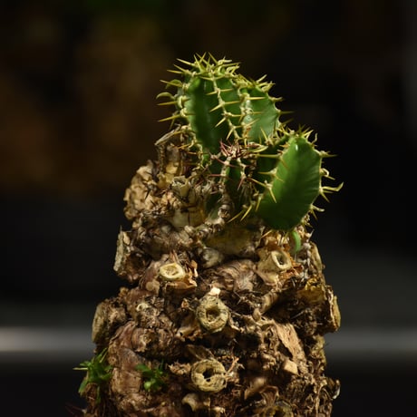 Euphorbia mlanjeana　ユーフォルビア ムランジーナ 発根済現地株 I79