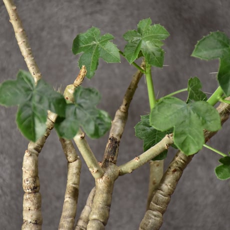 Jatropha spicata ヤトロファ スピカータ 発根済現地株 #2