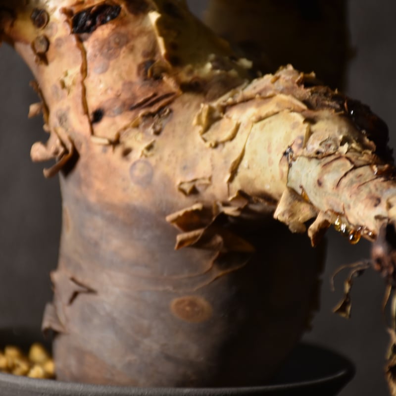 Commiphora kataf pure コミフォラ ピュアカタフ 発根済現地株 1