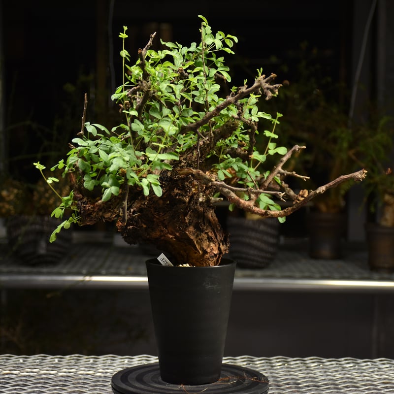 Commiphora Boranensis コミフォラ ボラネンシス 発根済現地株 F15 |