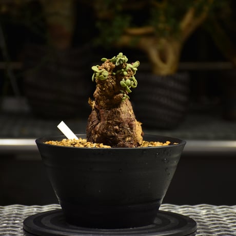 Ceraria pygmaea　ケラリア ピグマエア 発根済現地株 F3