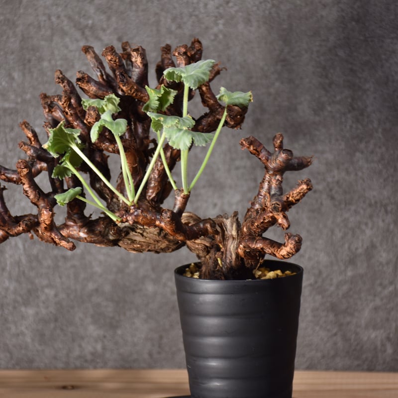 Pelargonium mirabile ペラルゴニウム ミラビレ 発根済現地株 #2