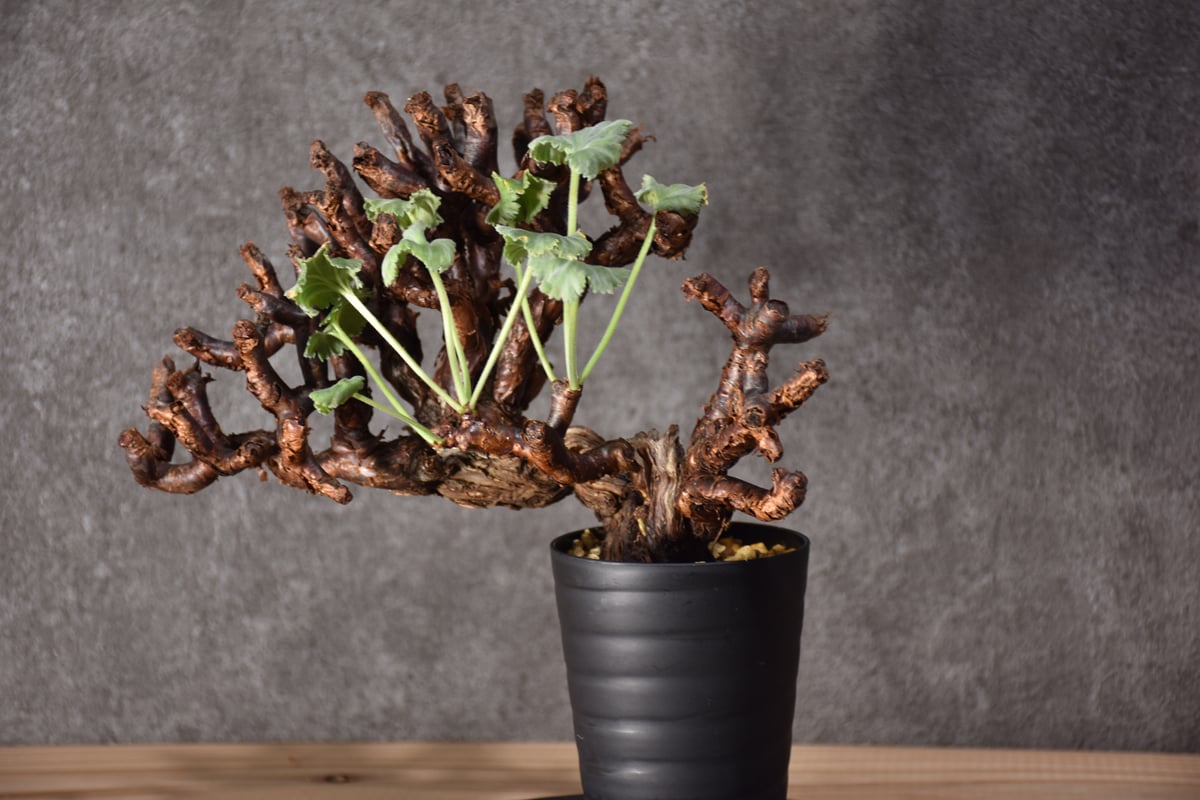 Pelargonium mirabile ペラルゴニウム ミラビレ 発根済現地株 #2 | B