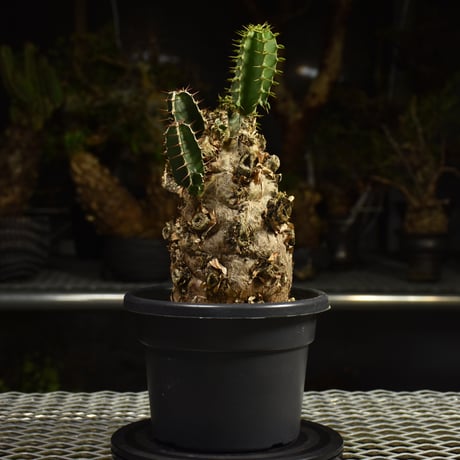 Euphorbia mlanjeana　ユーフォルビア ムランジーナ 発根済現地株 I83
