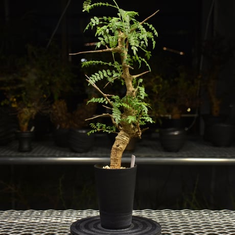 Boswellia neglecta　ボスウェリア ネグレクタ　発根済現地株　H13