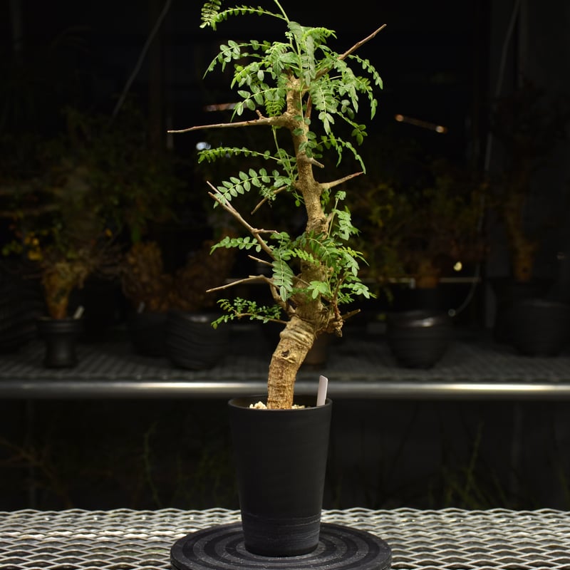 Boswellia neglecta ボスウェリア ネグレクタ 発根済現地株 H13 | BO