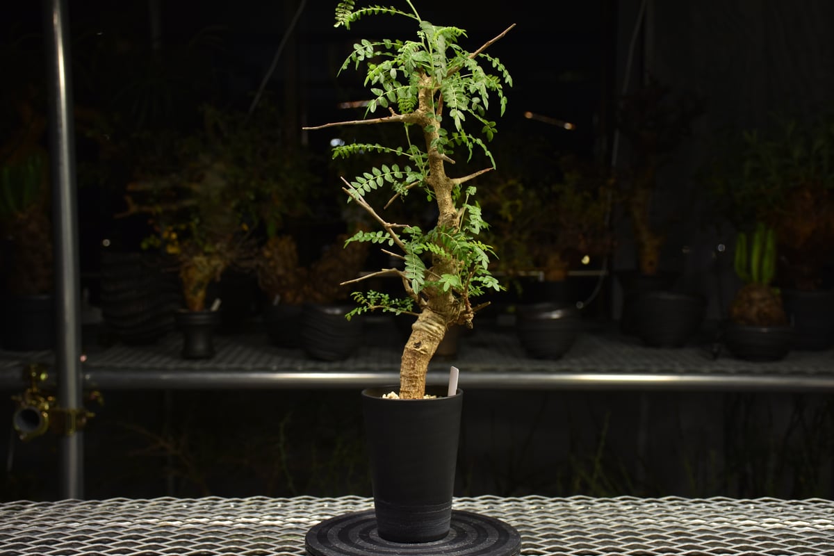 Boswellia neglecta ボスウェリア ネグレクタ 発根済現地株 H13 | BO