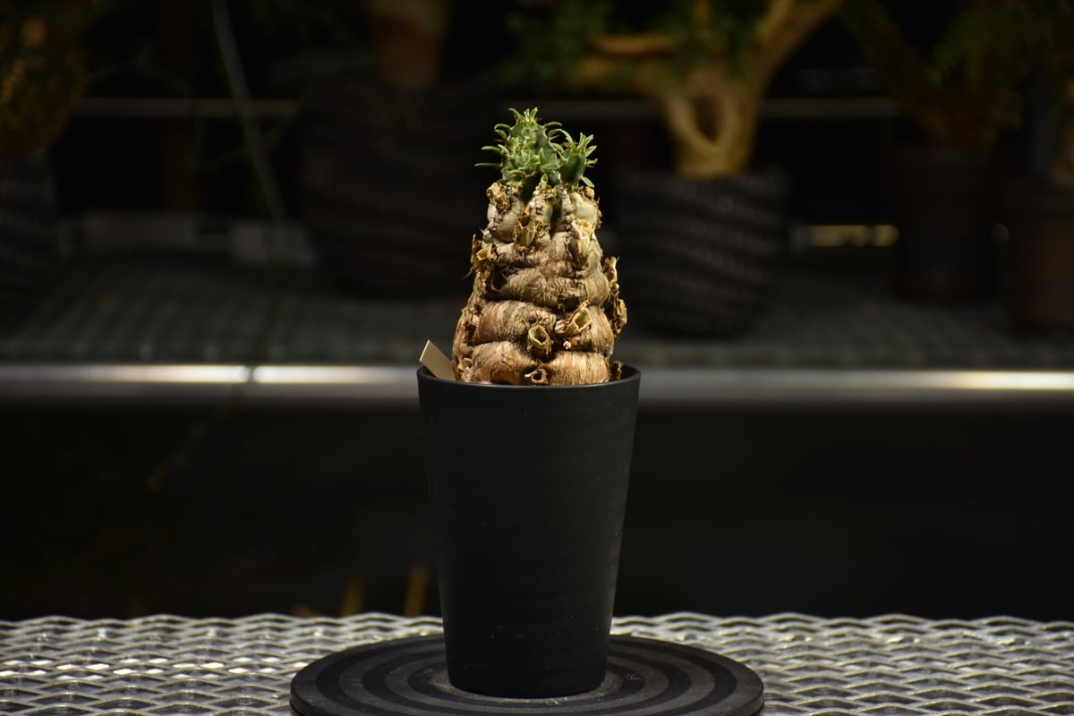 ユーフォルビア　ムランジーナ　7株セット ユーフォルビア ムランジーナ | hanayoshi-botanical