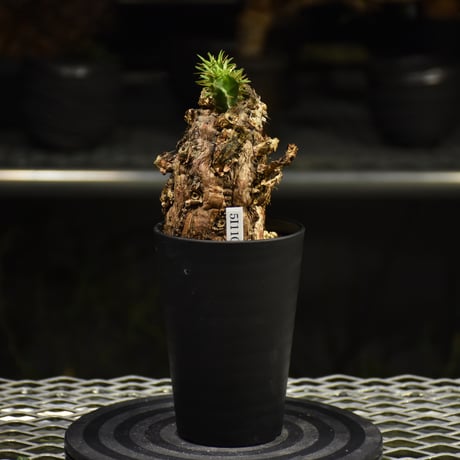 Euphorbia mlanjeana　ユーフォルビア ムランジーナ 発根済現地株 I34