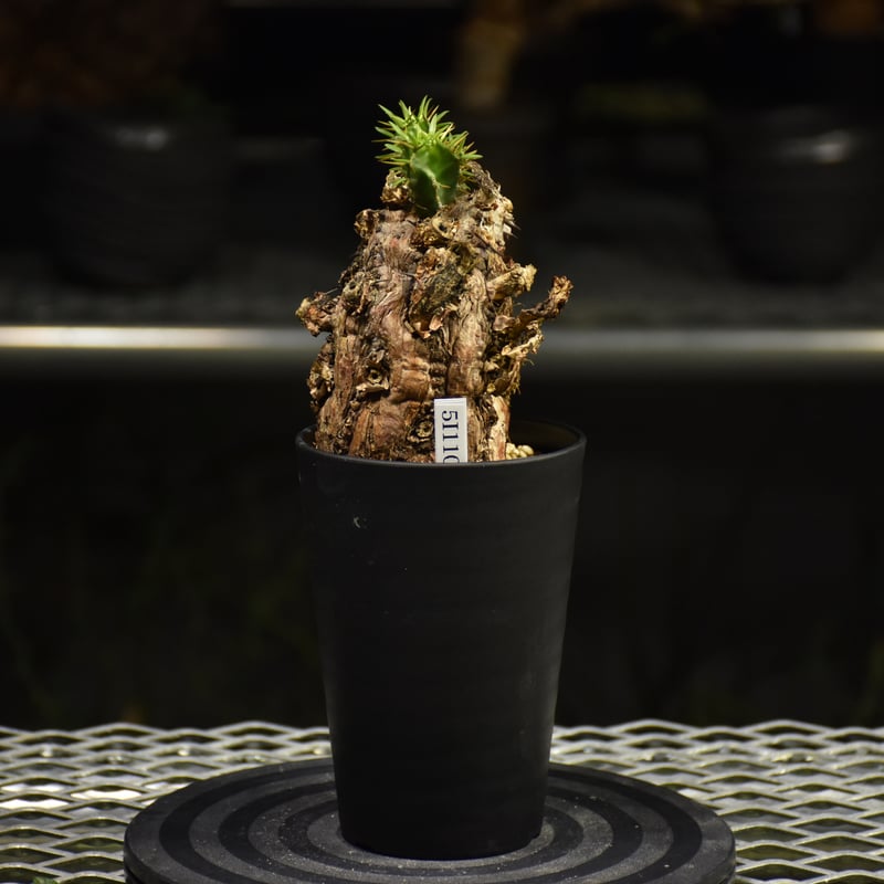 p*e様 EM09 ユーフォルビア ムランジーナ 現地球 輸入即出品 p*e様 EM09 ユーフォルビア ムランジーナ 現地球 輸入即出品 - メルカリ