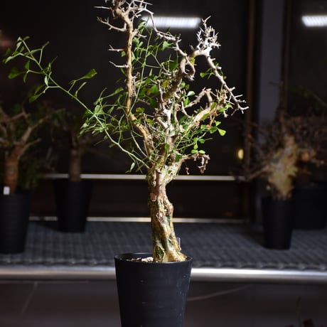 Commiphora campestris var. campestris コミフォラ カンペストリス 発根済現地株 B4