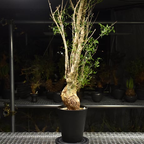 Commiphora humbertii コミフォラ フンベルティ 発根済現地株 I10 送料着払にて発送