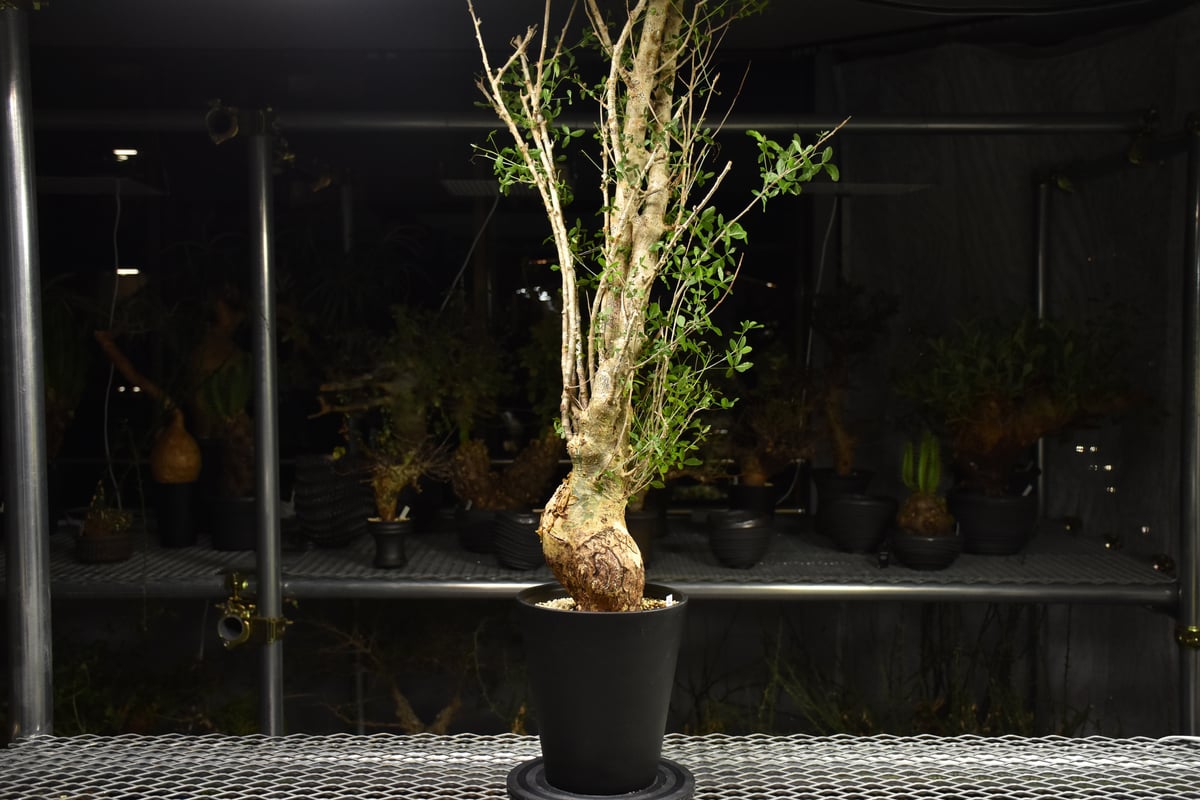 Commiphora humbertii コミフォラ フンベルティ 発根済現地株 I10 送料