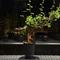 Commiphora campestris コミフォラ カンペストリス 発根済現地株 H3 |