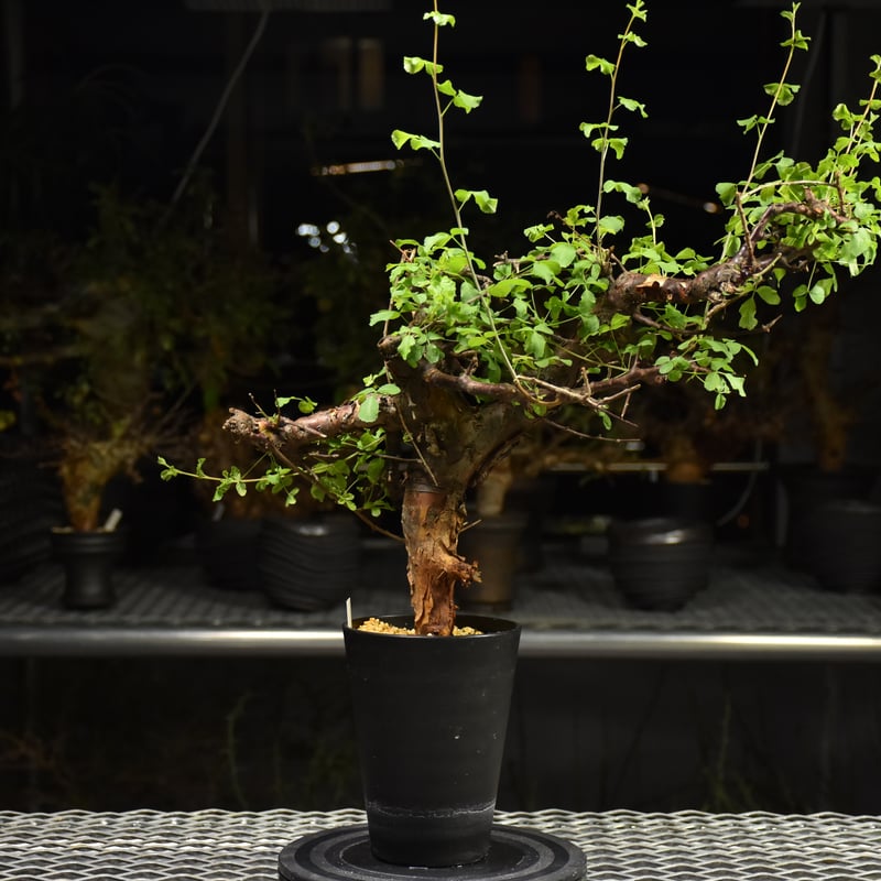 も*ま様 コミフォラ ボラネンシス Commiphora Boranensis fit=scale-down,w=1200