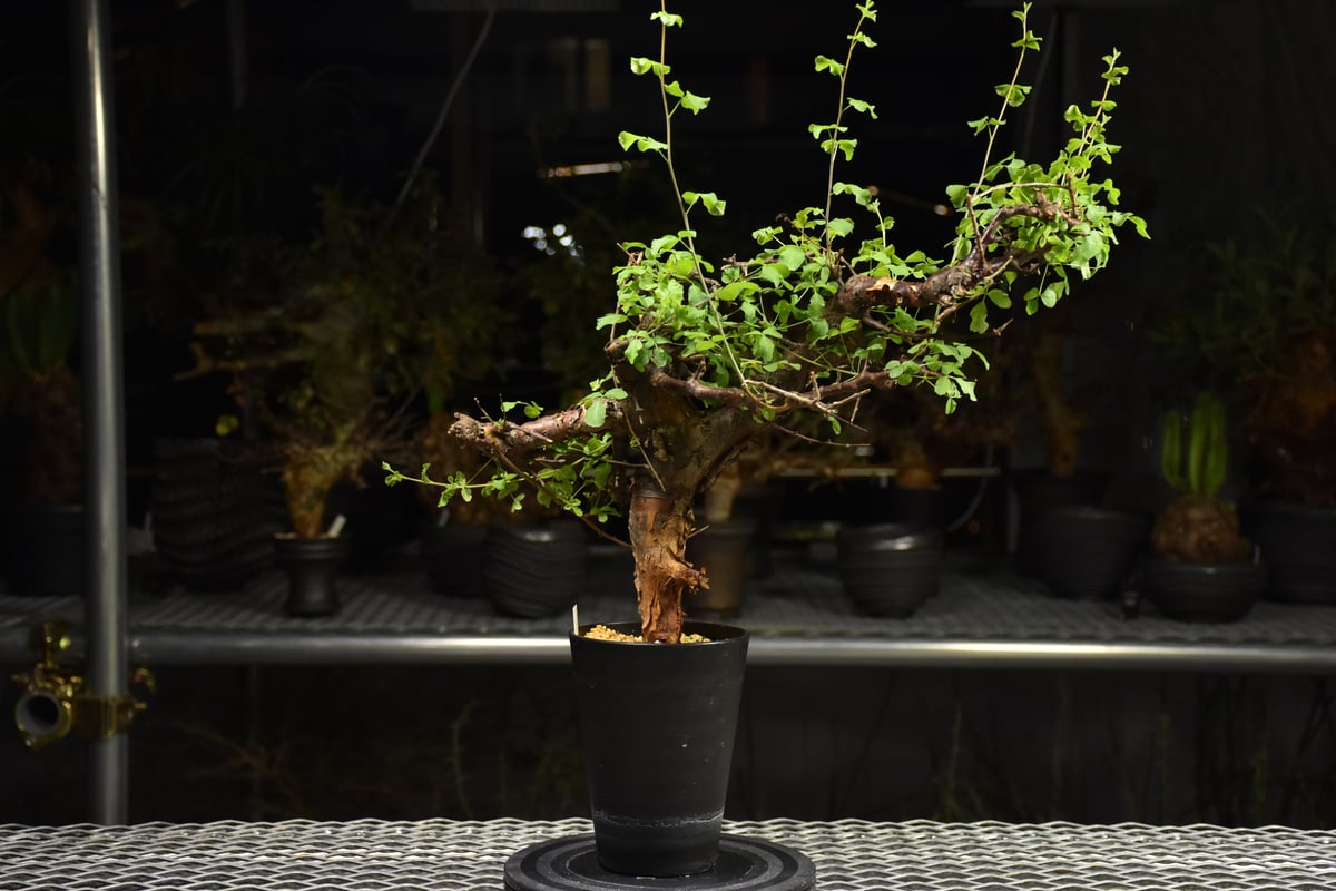 Commiphora Boranensis コミフォラ ボラネンシス 発根済現地株 F24 |