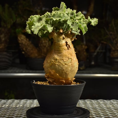 Cyphostemma uter var. macropus　キフォステンマ ウター マクロプス 発根済現地株 I55