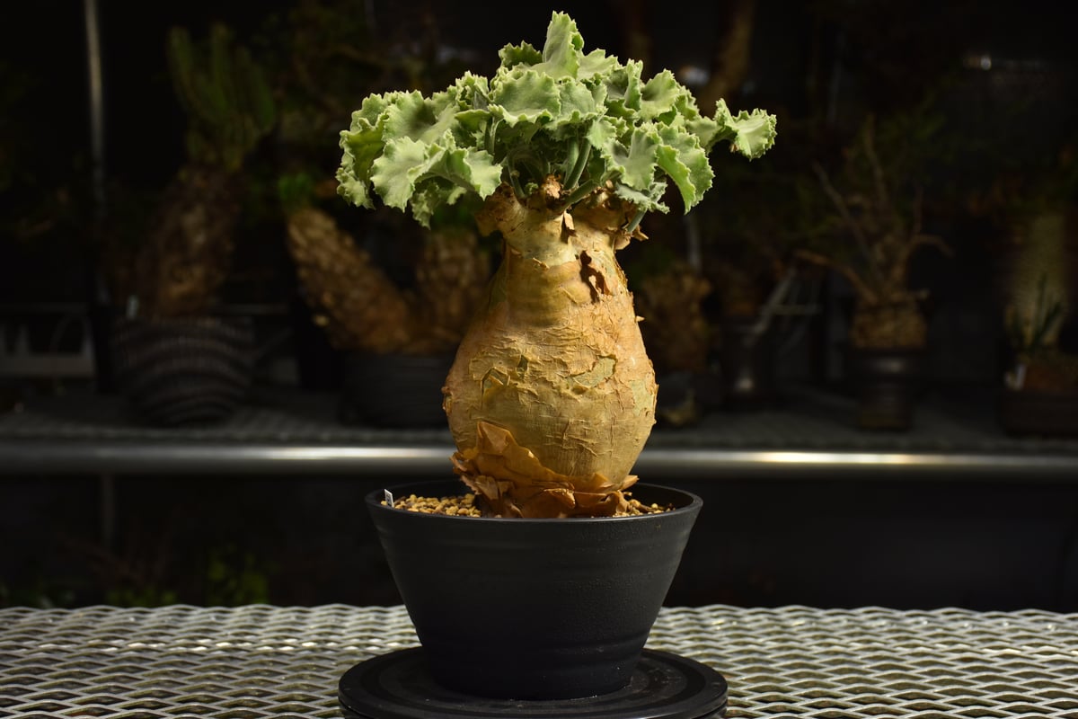 Cyphostemma uter var. macropus キフォステンマ ウター マクロプ