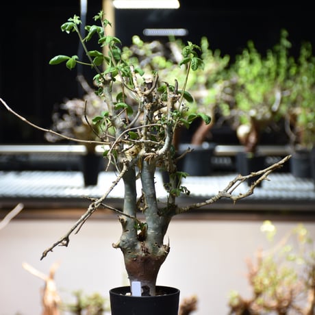 Commiphora holtziana コミフォラ ホルトジアナ 発根済現地株 #6