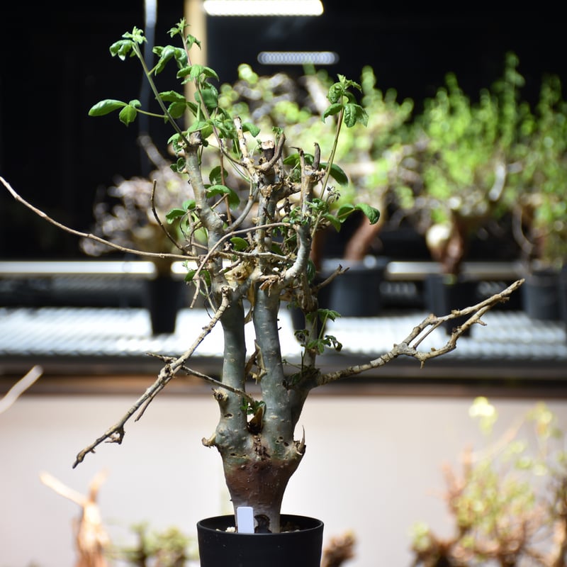 b*y様 コミフォラ クア 未発根 Commiphora holtziana コミフォラ ホルトジアナ 発根済現地株 #2