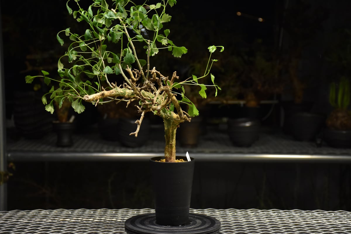 Commiphora campestris コミフォラ カンペストリス 発根済現地株 H2 |