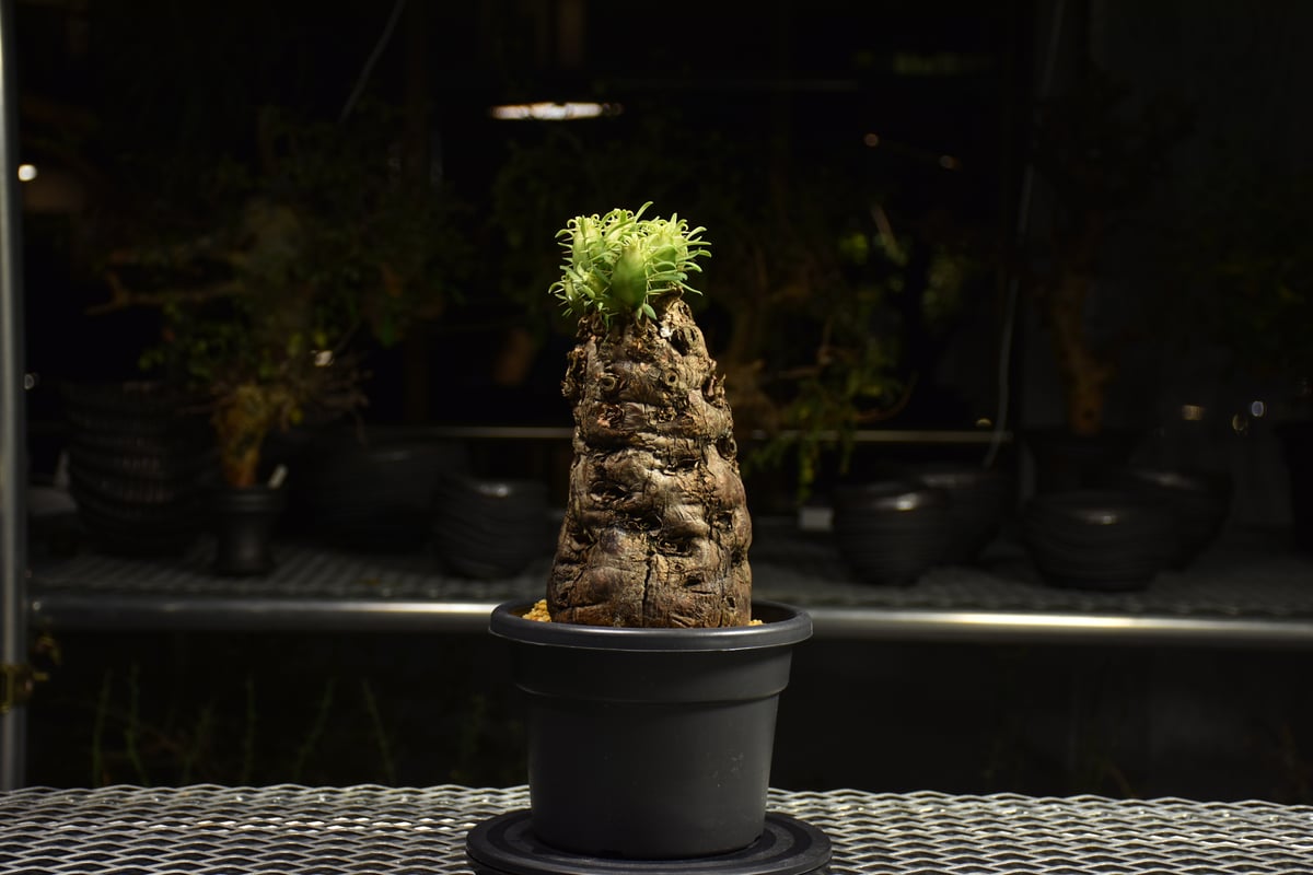 Euphorbia mlanjeana ユーフォルビア ムランジーナ 発根済現地株