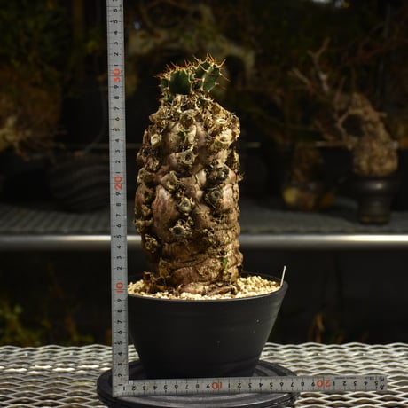 Euphorbia mlanjeana　ユーフォルビア ムランジーナ 発根済現地株 I49
