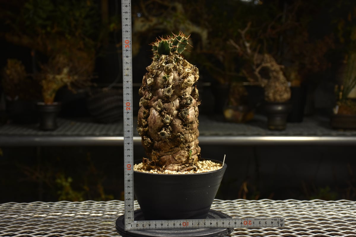 Euphorbia mlanjeana ユーフォルビア ムランジーナ 発根済現地株 I49 |