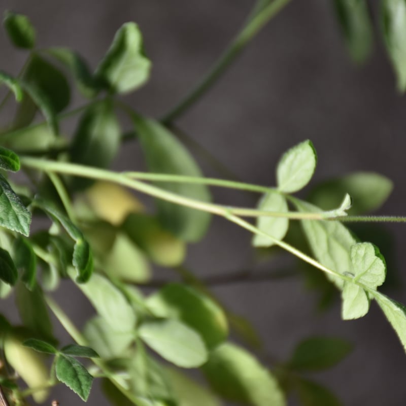 Commiphora holtziana コミフォラ ホルトジアナ 発根済現地株 #1 | B