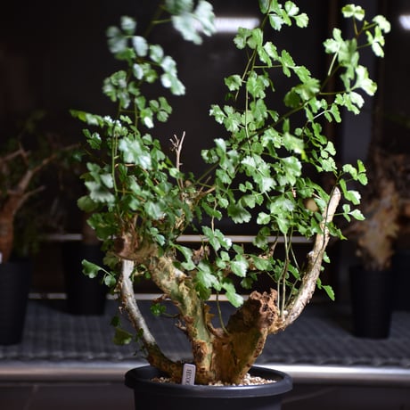 Commiphora campestris var. campestris コミフォラ カンペストリス 発根済現地株 B7