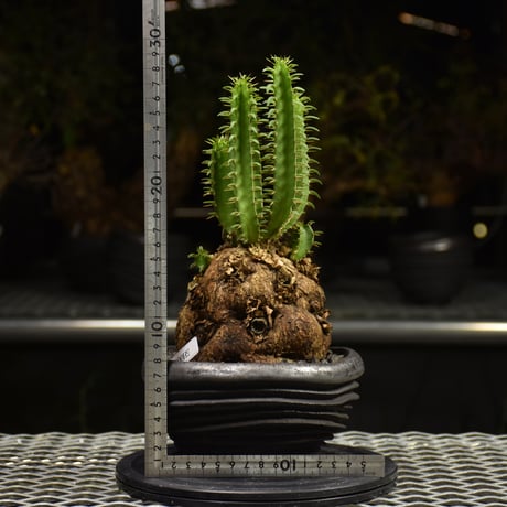Euphorbia mlanjeana　ユーフォルビア ムランジーナ 発根済現地株 H7