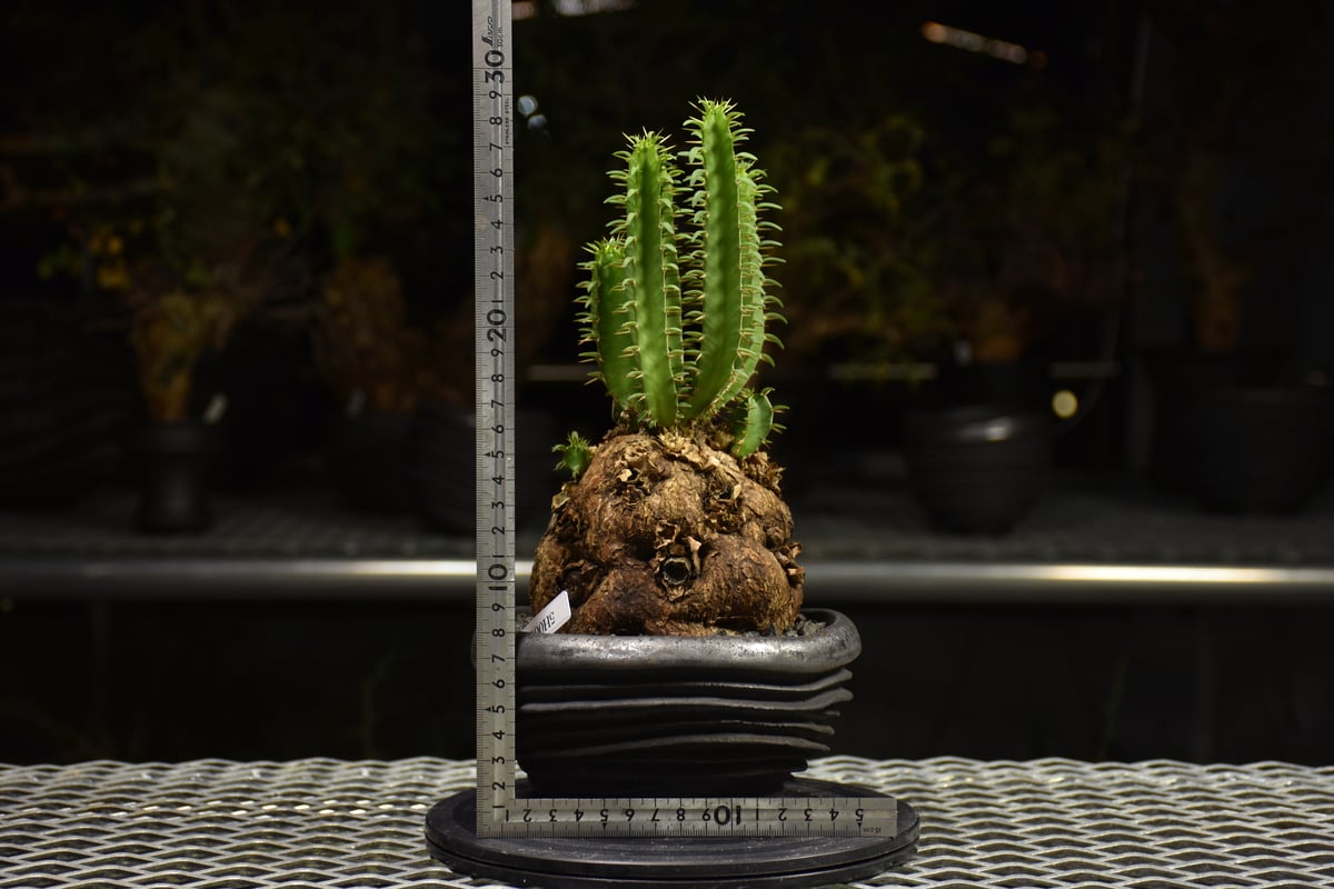 Euphorbia mlanjeana ユーフォルビア ムランジーナ 発根済現地株 H7 |