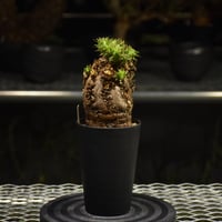 Euphorbia mlanjeana ユーフォルビア ムランジーナ 発根済現地株