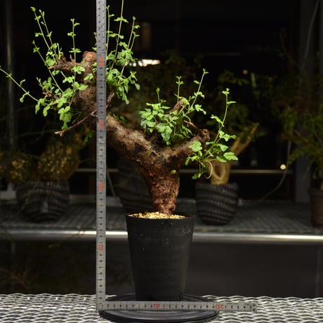 Commiphora Boranensis　コミフォラ ボラネンシス　発根済現地株　F20