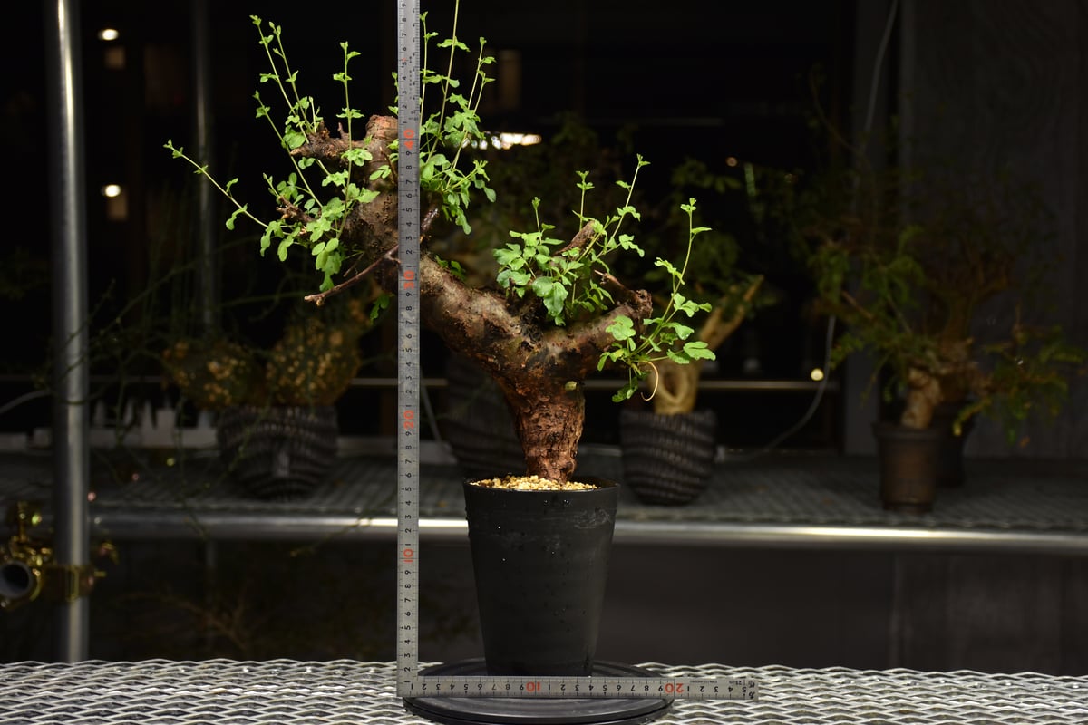 Commiphora Boranensis コミフォラ ボラネンシス 発根済現地株 F20 |